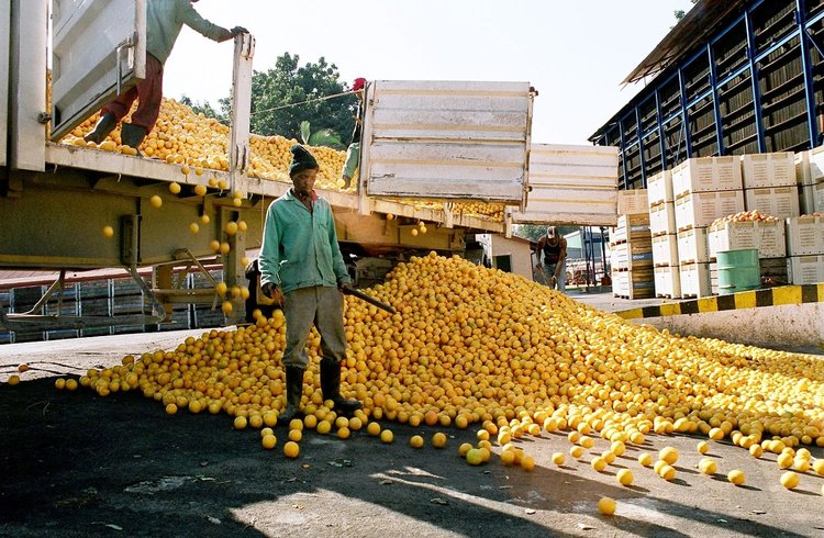 South Africa: Citrus producers in turmoil