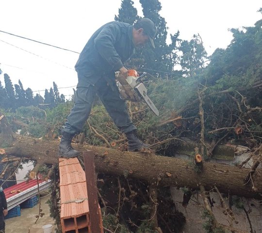 Strong Winds: Over 300 Interventions by the Forests and Green Belt Directorate of Algiers