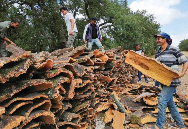 Surge in Cork Production in Tizi Ouzou by 2026 - Iqtissad Al Balad