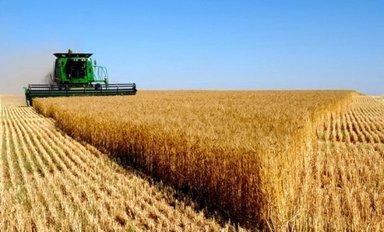 Tarf Province: Expected Production of 328,013 Quintals of Various Types of Grains - Iqtissad Al Balad