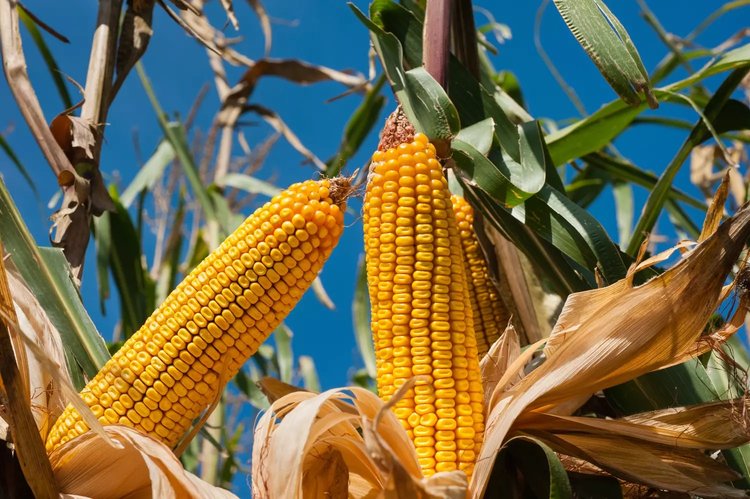 The challenge of corn storage in southern Algeria: towards strategic autonomy in 2026