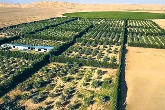 The Green Gold of El Kantara: A new hub of food sovereignty