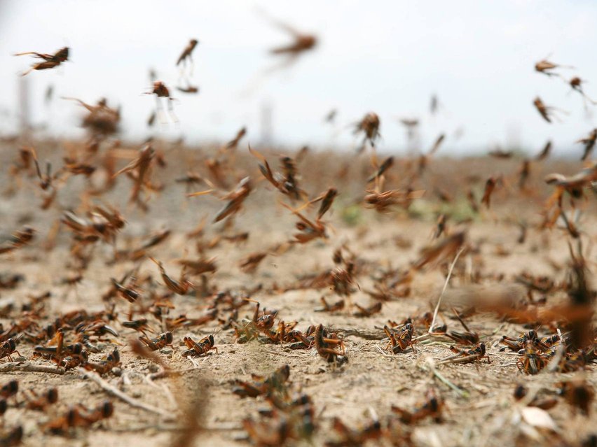 The President orders to double resources and activate proactive vigilance to combat locusts