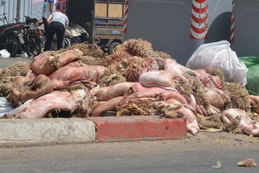 This is a plan to convert sacrificial skins into bags and shoes 'Made in Algeria'