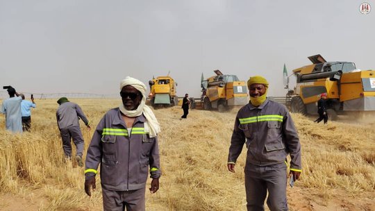 Timimoun: Record Grain Production Expected for the Current Agricultural Season