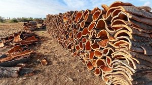 Tizi Ouzou expects to harvest more than 5800 quintals of cork in 2026