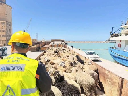 Ténès Port: Arrival of more than 13,000 sheep from Spain