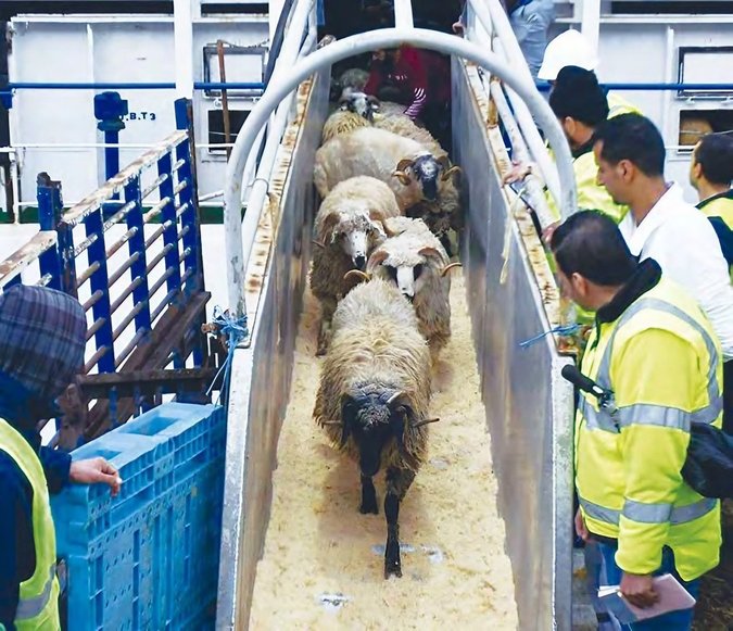To stabilize red meat prices in Oran: More than 10,000 sheep imported from Spain