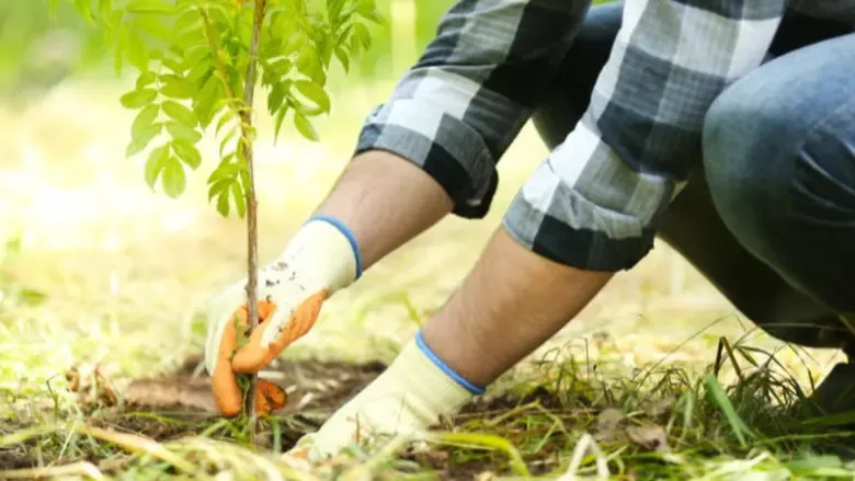 Tomorrow, Sunday.. Algeria Launches New Afforestation Campaign for the 2026-2027 Season