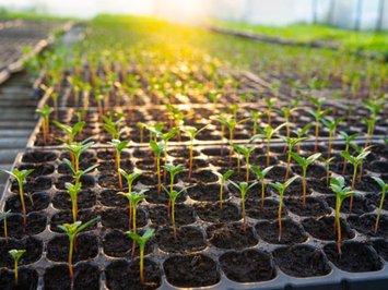 Two Strategic Projects for Producing Seedlings and Hybrid Seeds to Enhance Food Sovereignty