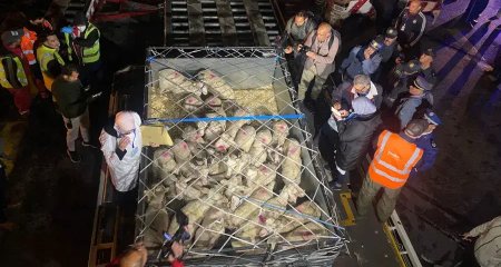 Video: Arrival of the first batches of imported sacrificial animals from Hungary to Constantine Airport