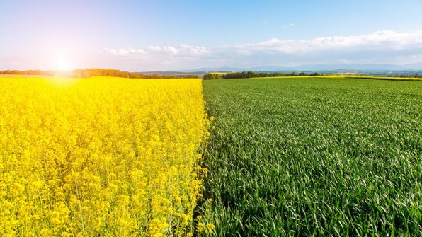 Wheat and Rapeseed Prices Plummet: A Warning Signal for European Agriculture