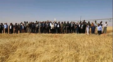With the start of the harvest campaign.. Expectations of production exceeding 1.7 million quintals of wheat in Adrar